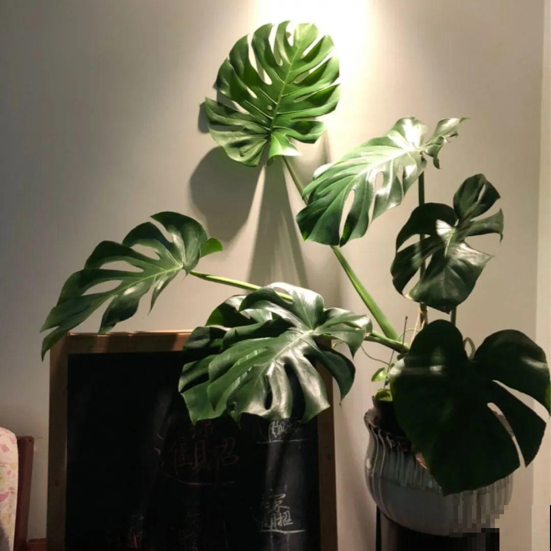 冬天干燥静电多，养这几盆花，增湿加氧很天然！