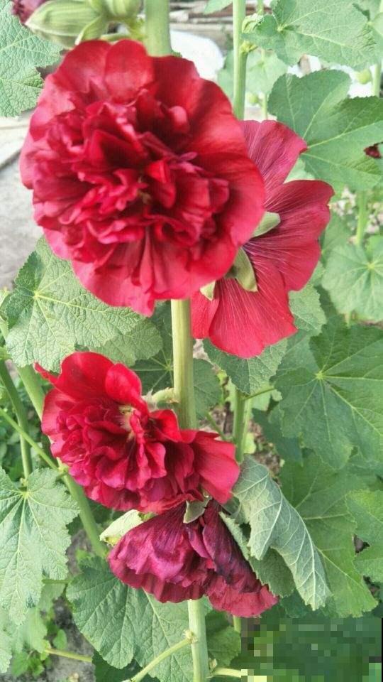 春天养5种花，很快就能花开满园，开花超美