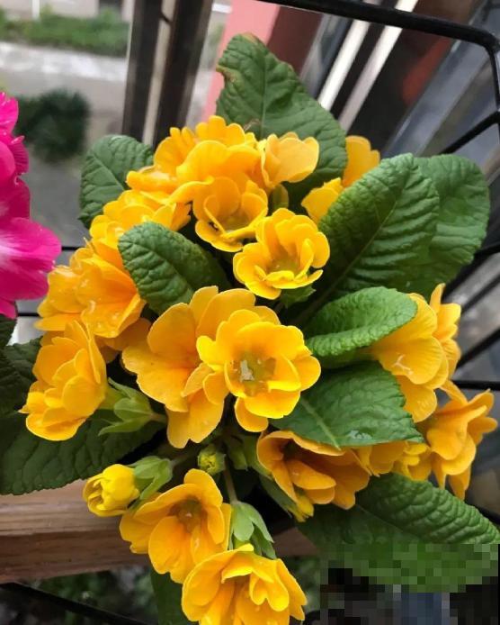 报春花是春天的信使,清新又可爱,掌握养护技巧才能养得好! 报春花是春天的信使,清新又可爱,掌握养护技巧才能养得好!