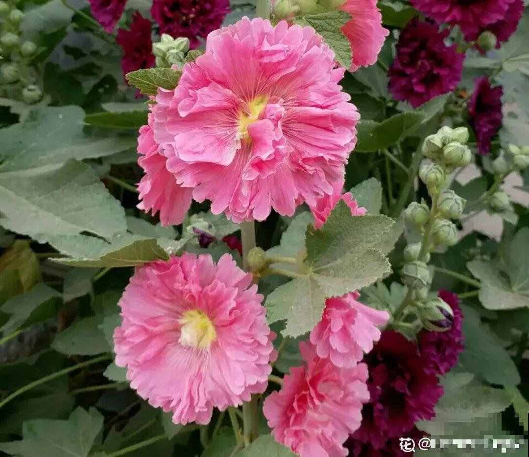 买花种子总是不对版,记住这些种子,少上当! 买花种子总是不对版,记住这些种子,少上当!