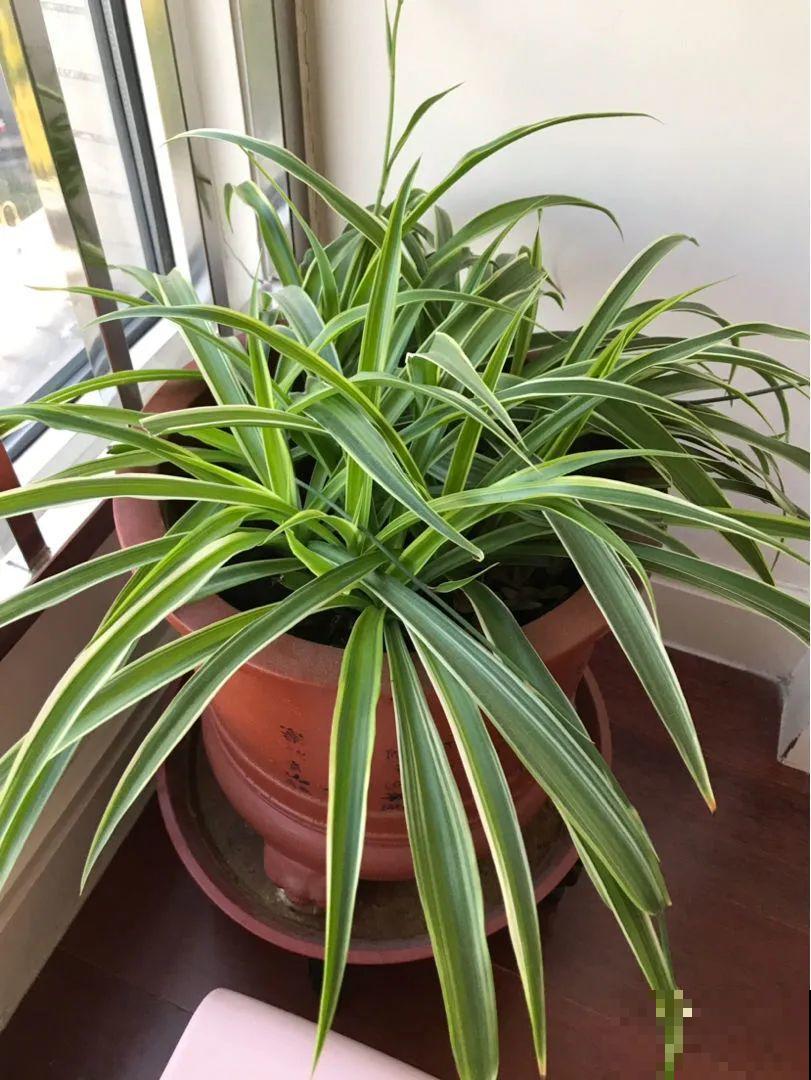 3月是给花剃头的好时机,现在狠心剪,下月就开花 3月是给花剃头的好时机,现在狠心剪,下月就开花