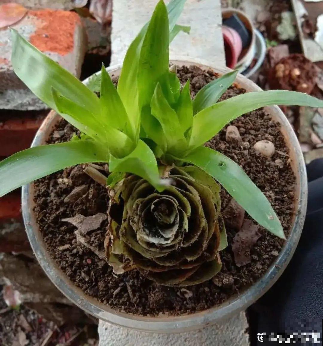 红红火火的过年花,开花特热闹,过年必备! 红红火火的过年花,开花特热闹,过年必备!