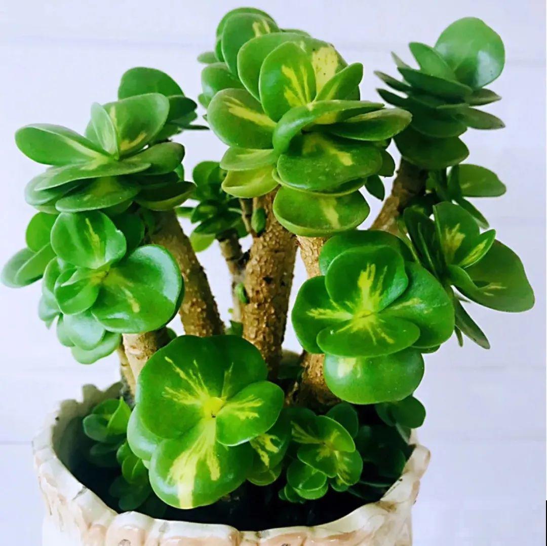 聪明人养花,喜欢养气质花,养在家里上档次! 聪明人养花,喜欢养气质花,养在家里上档次!