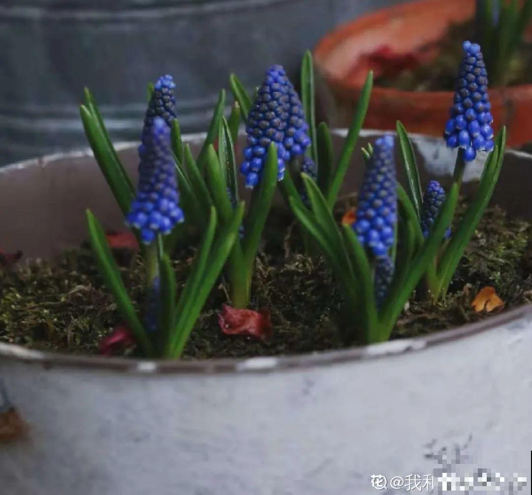 养花一定要选对盆，花盆选不对，花就长不好