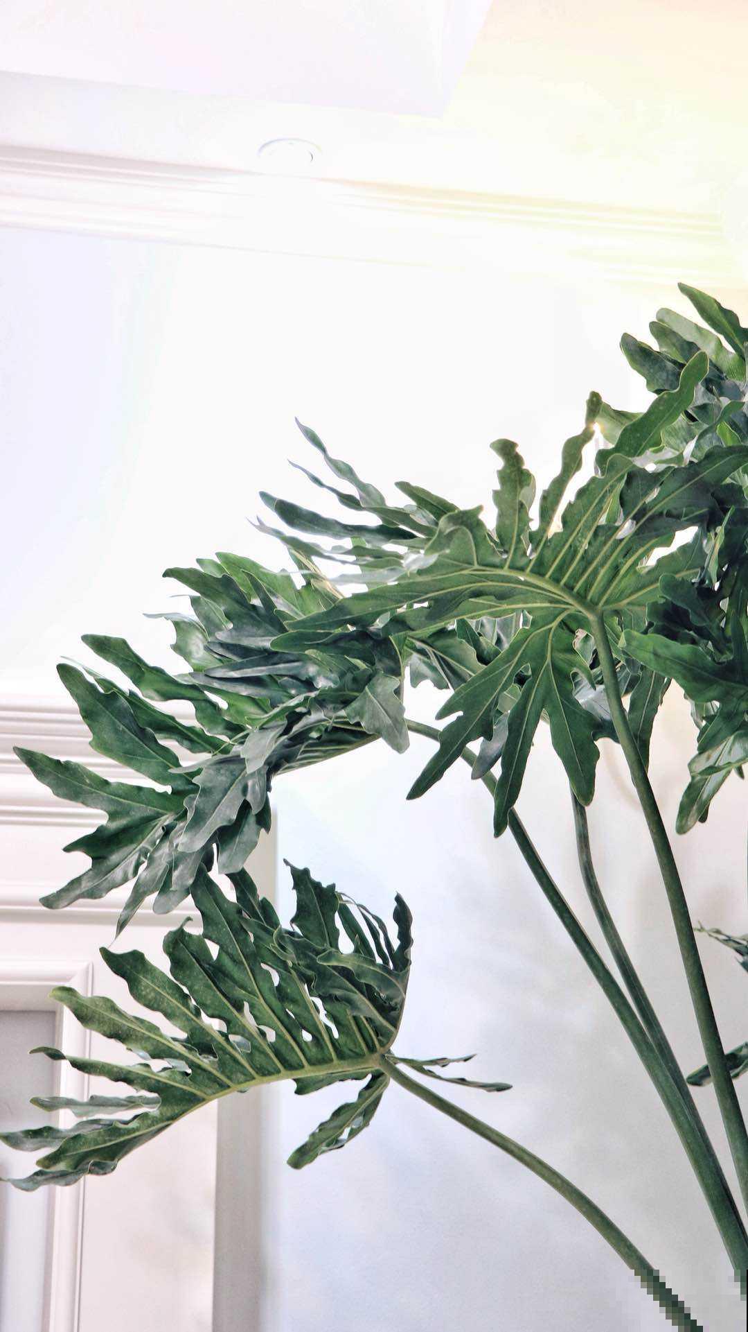 在家里养盆大型花卉,四季常绿生机勃勃,把春天锁在家里! 在家里养盆大型花卉,四季常绿生机勃勃,把春天锁在家里!