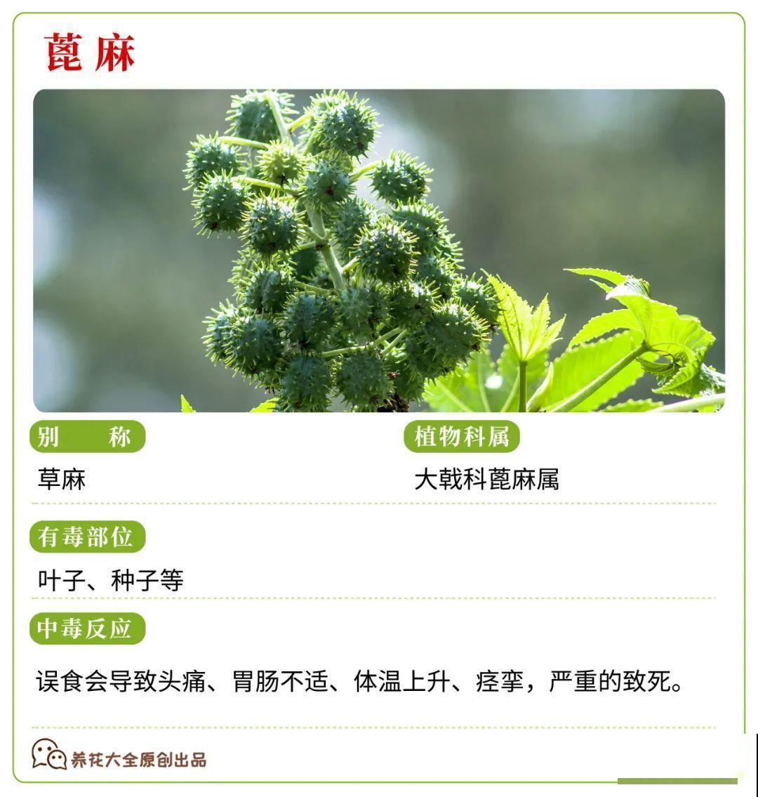 30种常见有毒花，很多人都在养，一定要小心养！