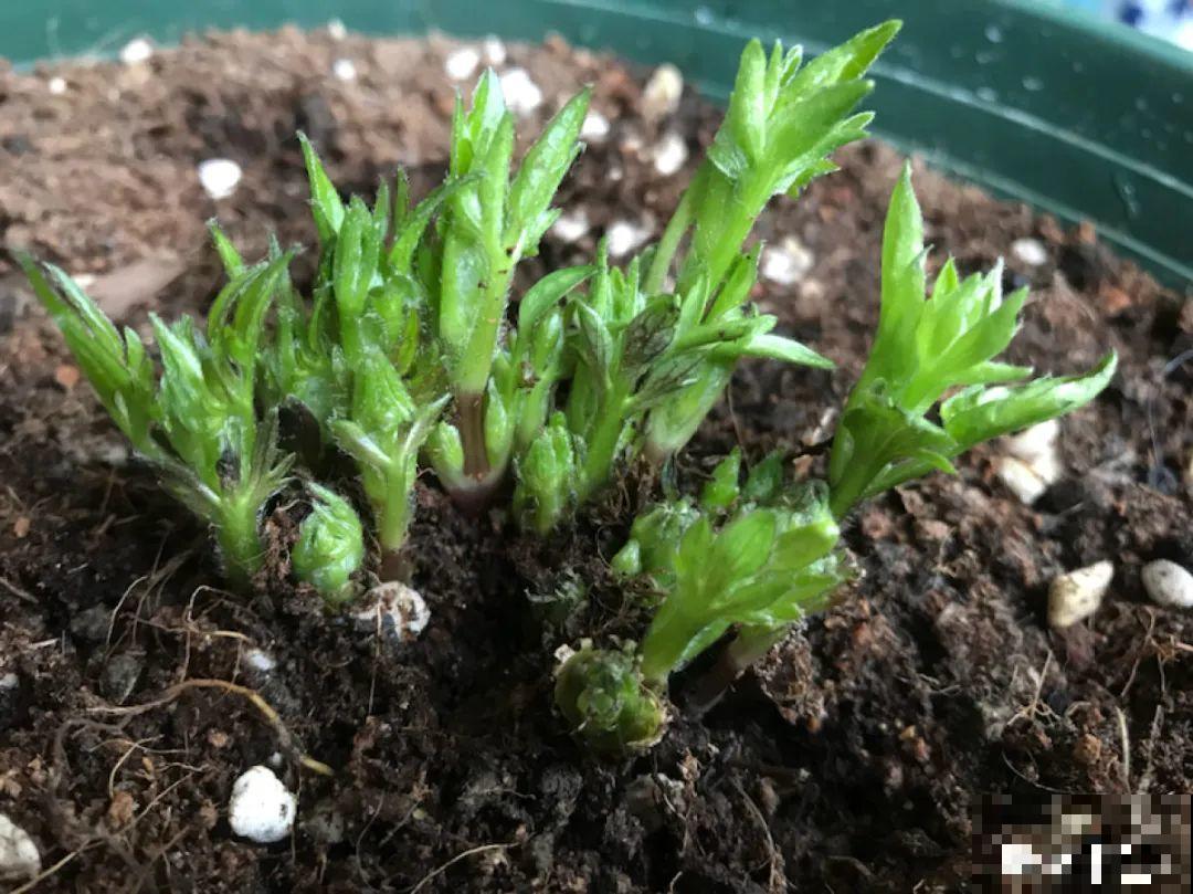 春天花要苏醒了，快施肥，新芽狂窜不断