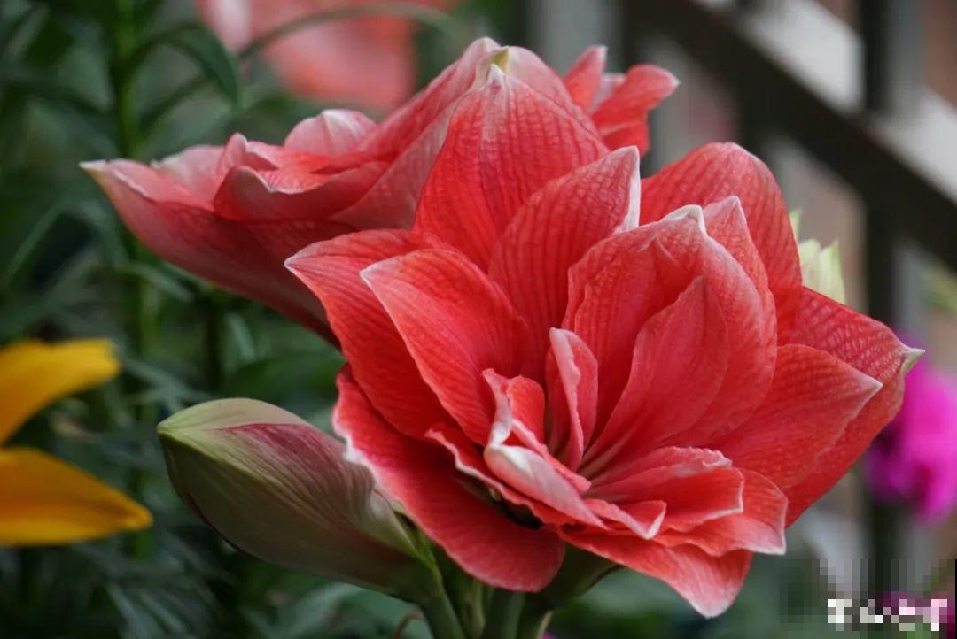 我想有一个,开满花的窗台,每天赏花! 我想有一个,开满花的窗台,每天赏花!