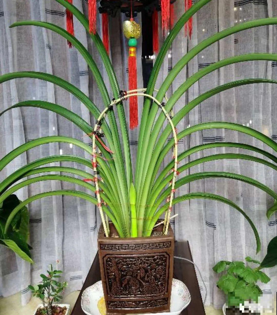 “过年花”开完，还能分10盆，每年都开花