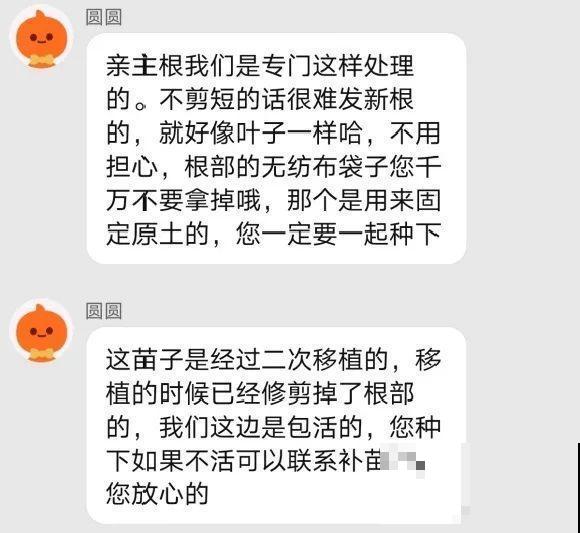 10年的绣球大老桩，九块钱也别买，难开花还浪费感情