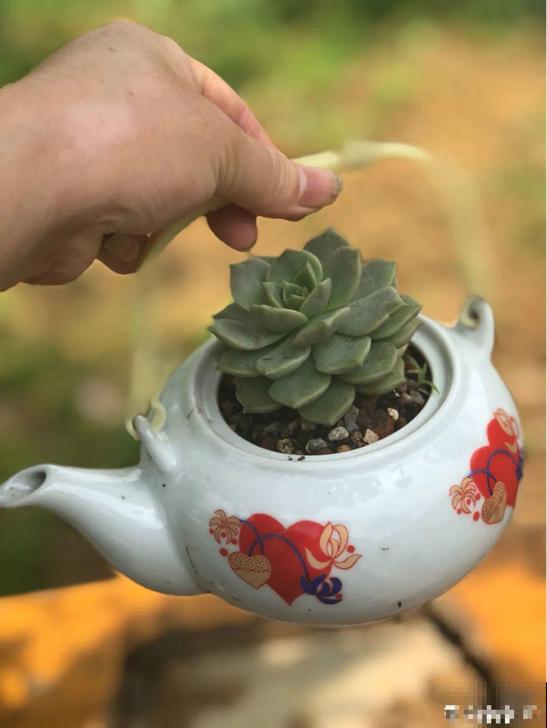 10个养花偏方,一般人我不告诉他,养花太好用 10个养花偏方,一般人我不告诉他,养花太好用