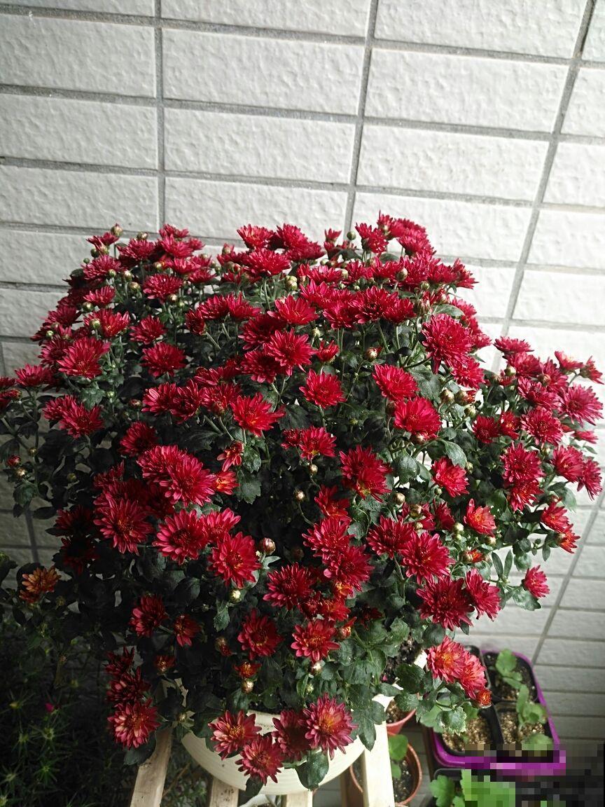 花市看到一盆花,一盆开了几十朵花,才只卖十几块钱! 花市看到一盆花,一盆开了几十朵花,才只卖十几块钱!