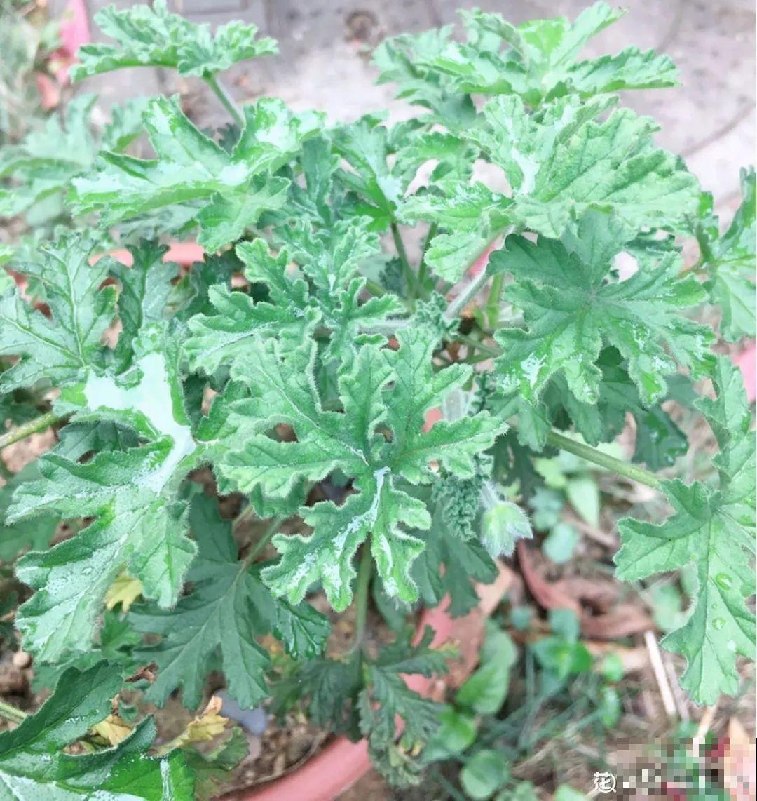 24种花,净化空气最厉害,绿萝竟然倒数! 24种花,净化空气最厉害,绿萝竟然倒数!