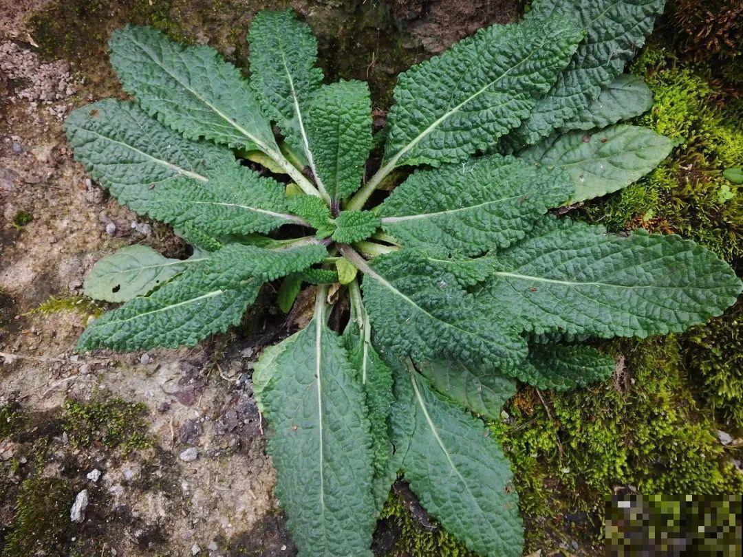 8种草是下火草药，农村最多，城市少见