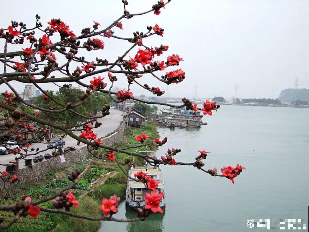 7种花先开花后长叶，颜值超高，养一盆爱一盆