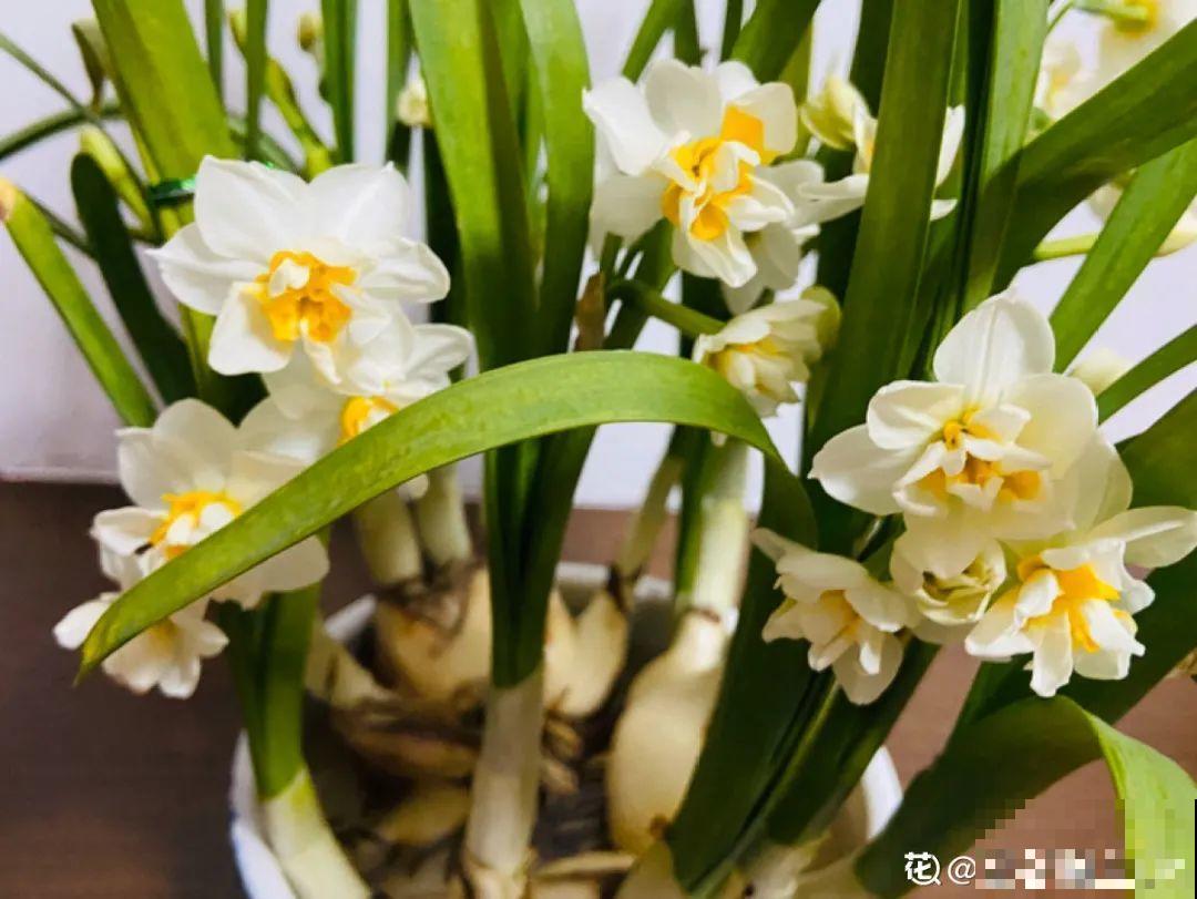 牙签串大蒜，冒充七彩水仙？千万别上当！