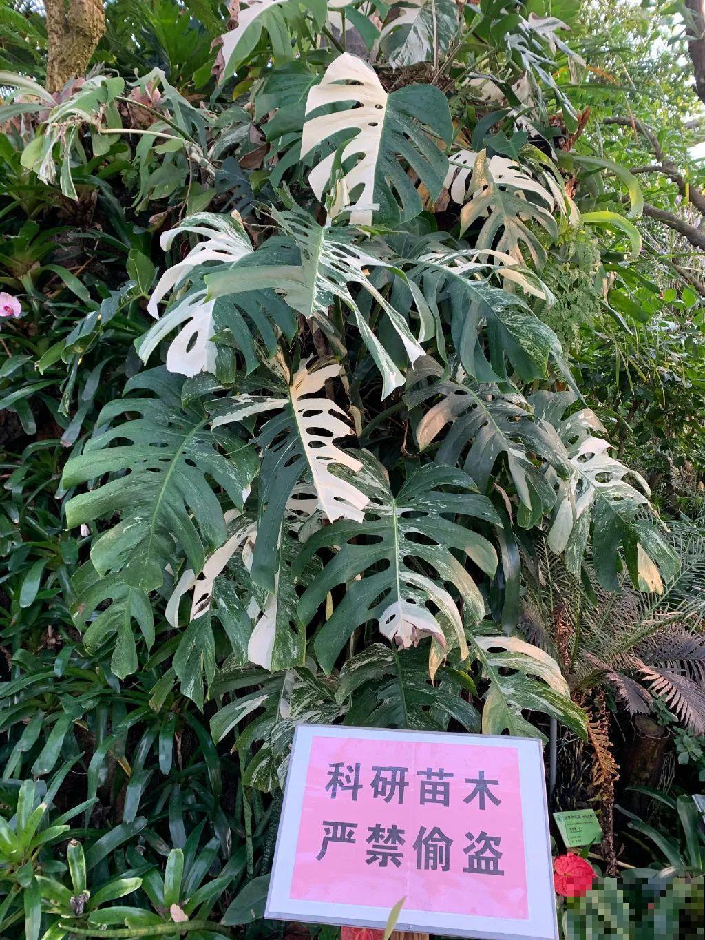 千万不要动我的花,以免赔的倾家荡产! 千万不要动我的花,以免赔的倾家荡产!