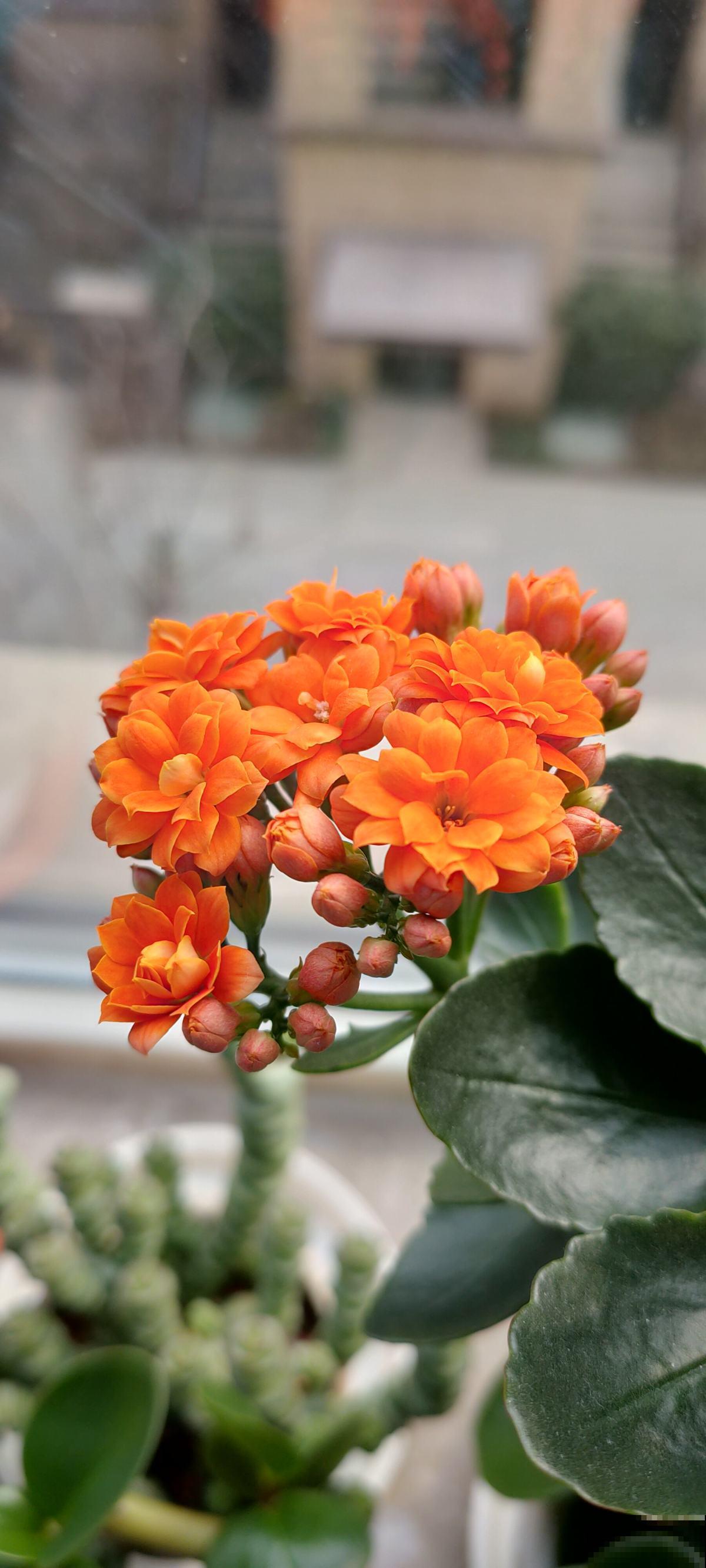 过年不知道买什么花，3种类型随便挑，好养寓意也好