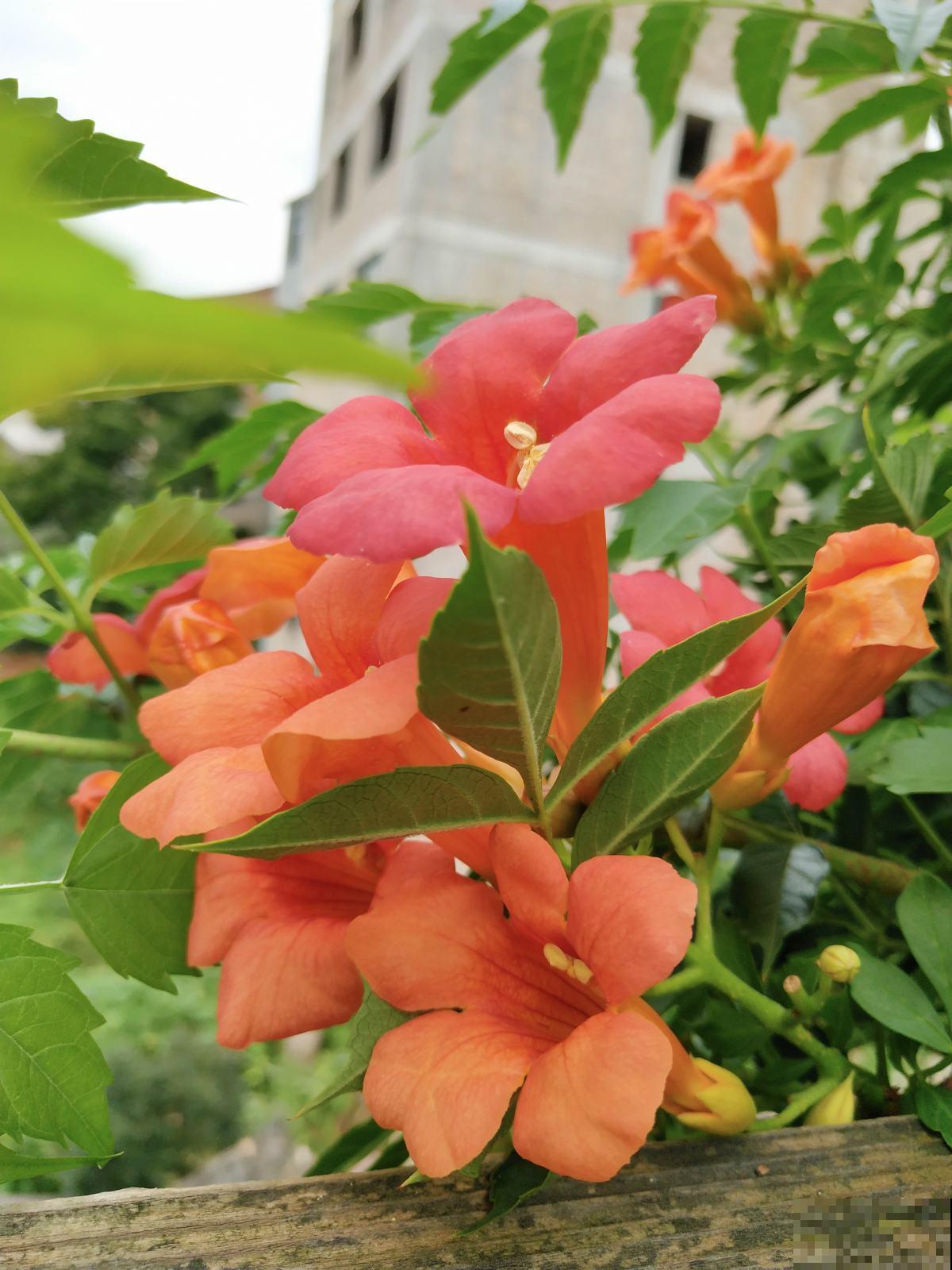 院子里养了一墙的花，邻居却不高兴了，差点吵起来