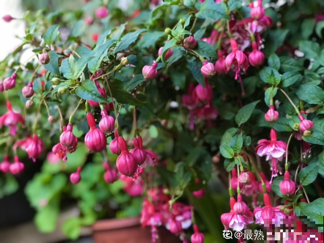 北方养不活的花，南方随便插土里，长了整面墙！