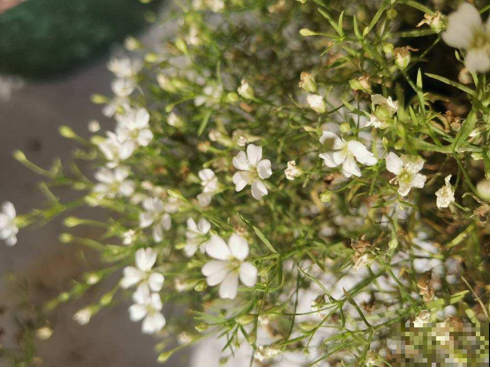 倒挂金钟总掉花苞,原来是一个问题没注意,套个塑料袋就解决 倒挂金钟总掉花苞,原来是一个问题没注意,套个塑料袋就解决