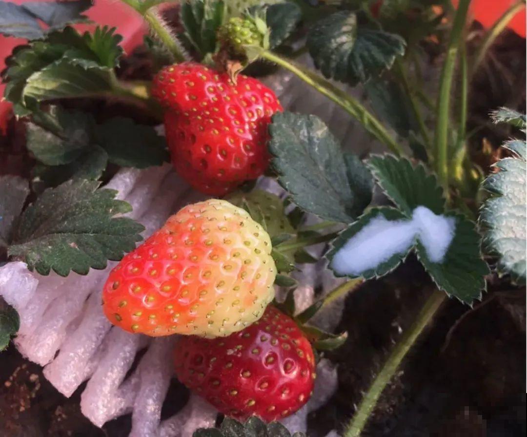 1盆苹果卖300块,为啥这么贵,难道是金苹果? 1盆苹果卖300块,为啥这么贵,难道是金苹果?