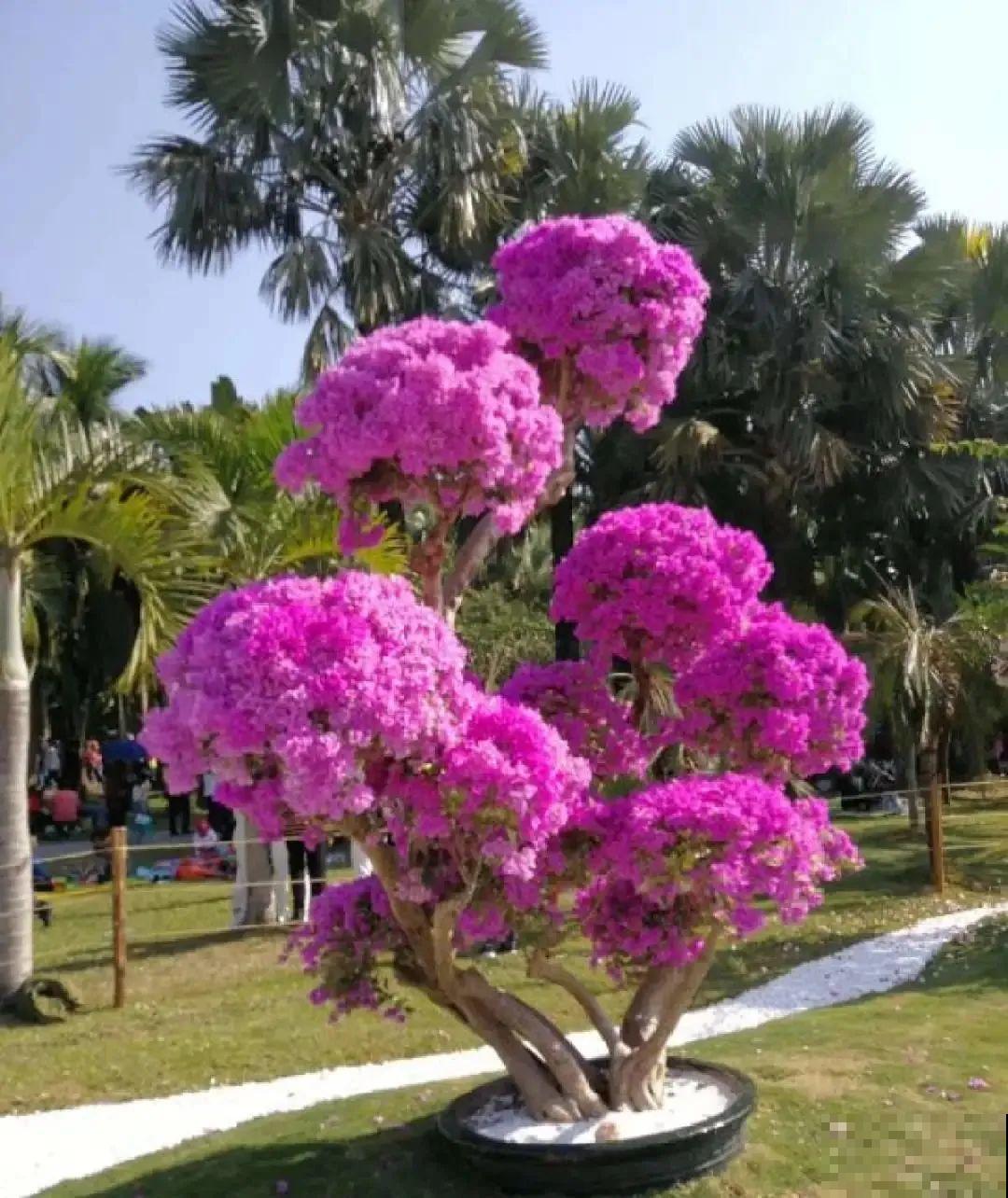 5种花养在小花盆里，只要养两年，就能变成老桩