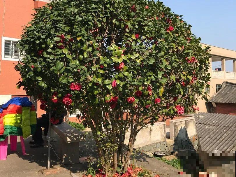 16种花，能养成传家宝，养个几十年没问题