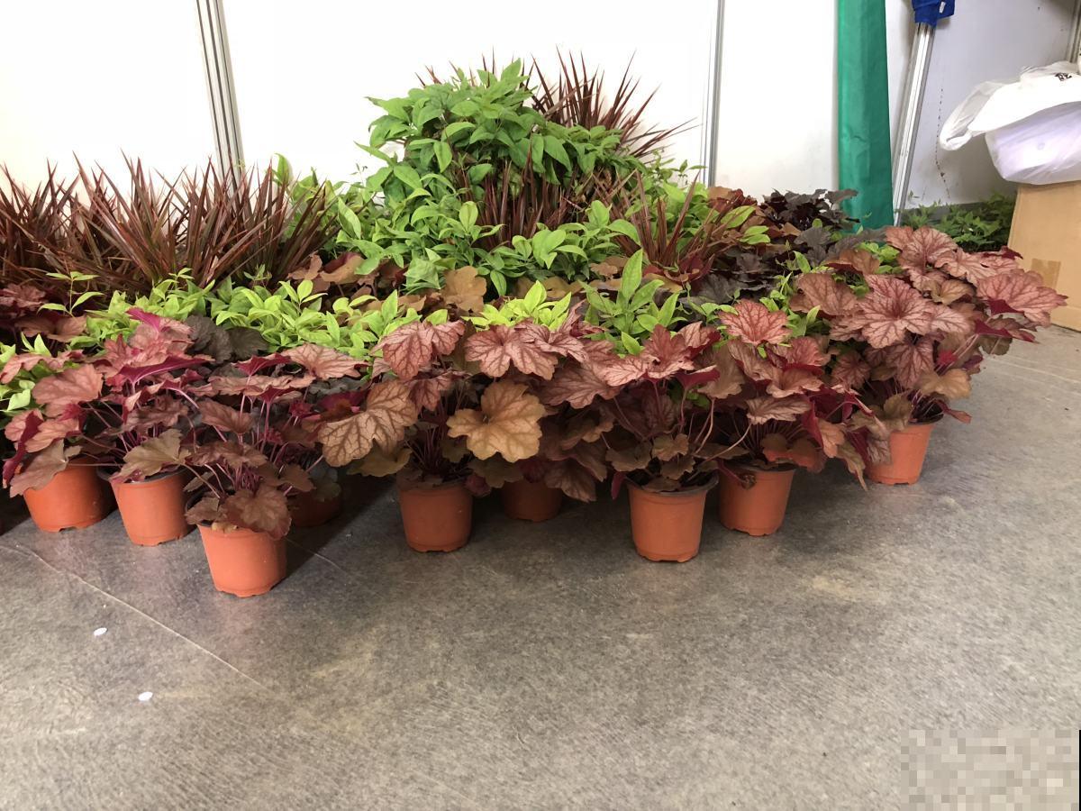 还在赏花吗？这种植物叶子比花还美，冬天颜值也超高！