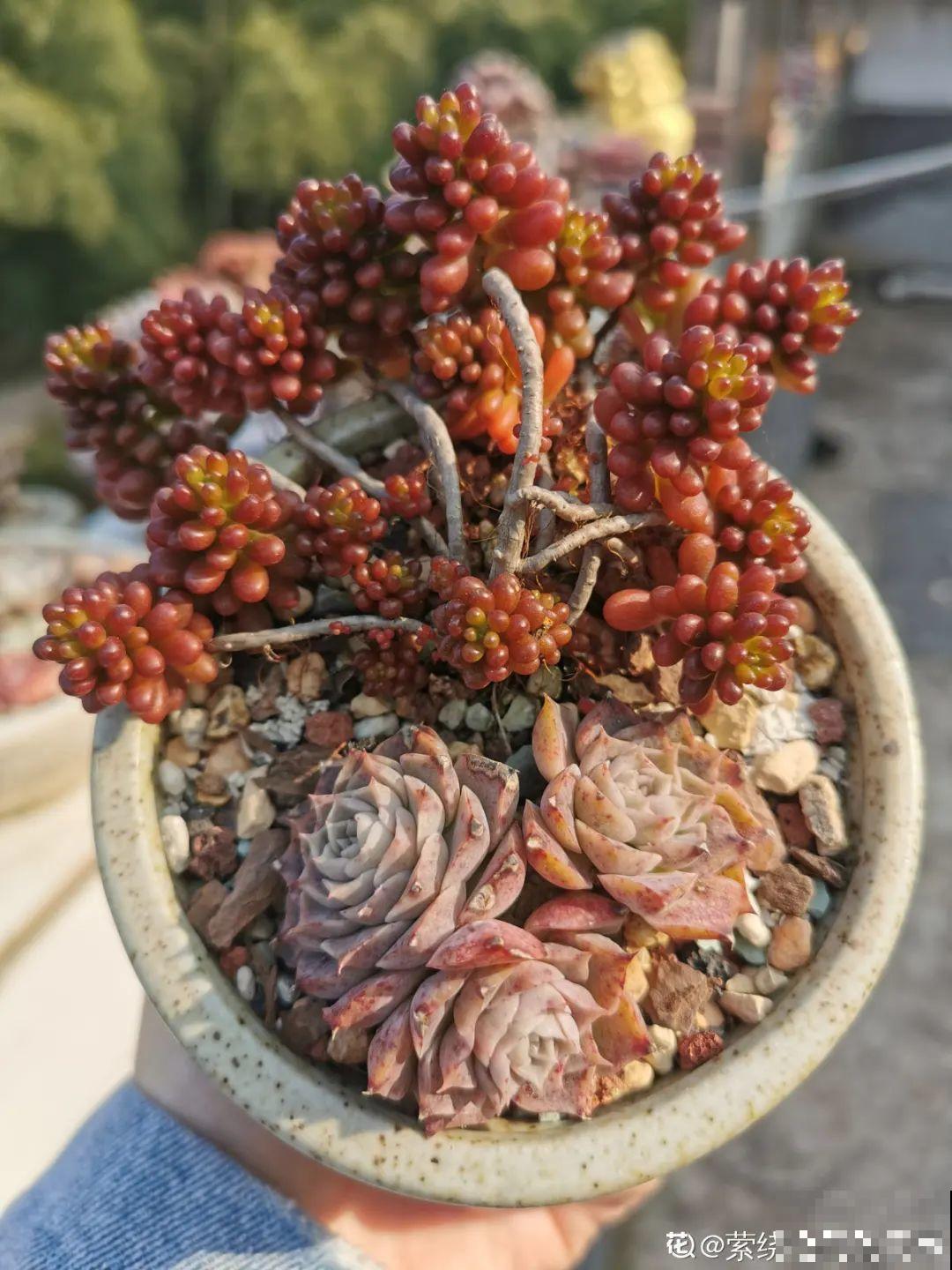 我在村里种多肉,盆盆状态美如画,城里人眼馋 我在村里种多肉,盆盆状态美如画,城里人眼馋