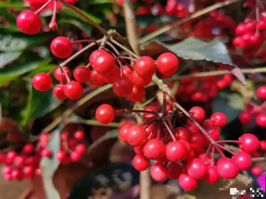 红红火火的过年花,开花特热闹,过年必备! 红红火火的过年花,开花特热闹,过年必备!