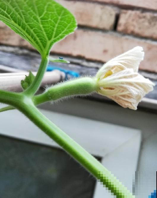 在家种茭瓜，为啥开得都是谎花？看看这5点！