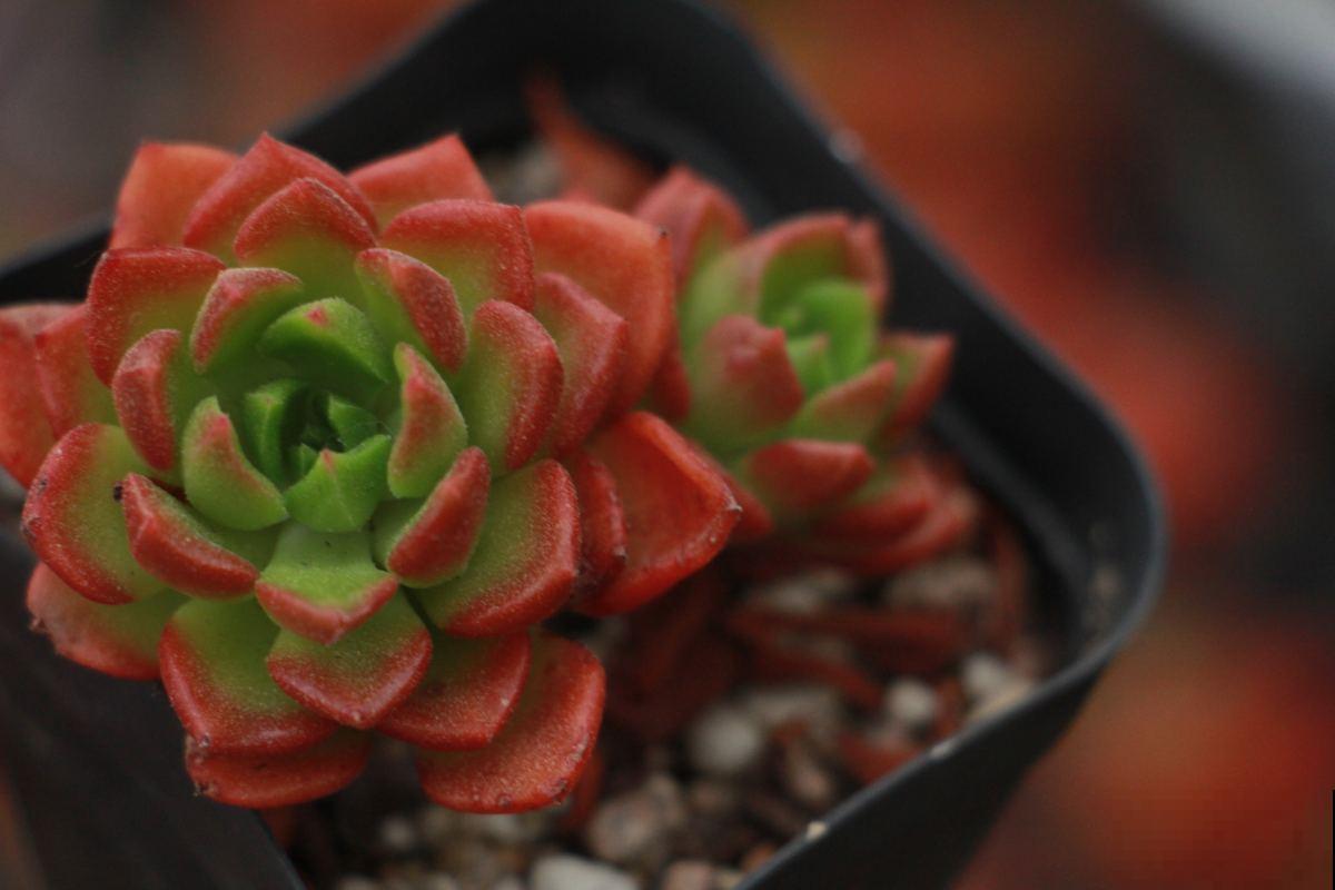 家里的多肉长出气根,原因很简单,一定要重视! 家里的多肉长出气根,原因很简单,一定要重视!