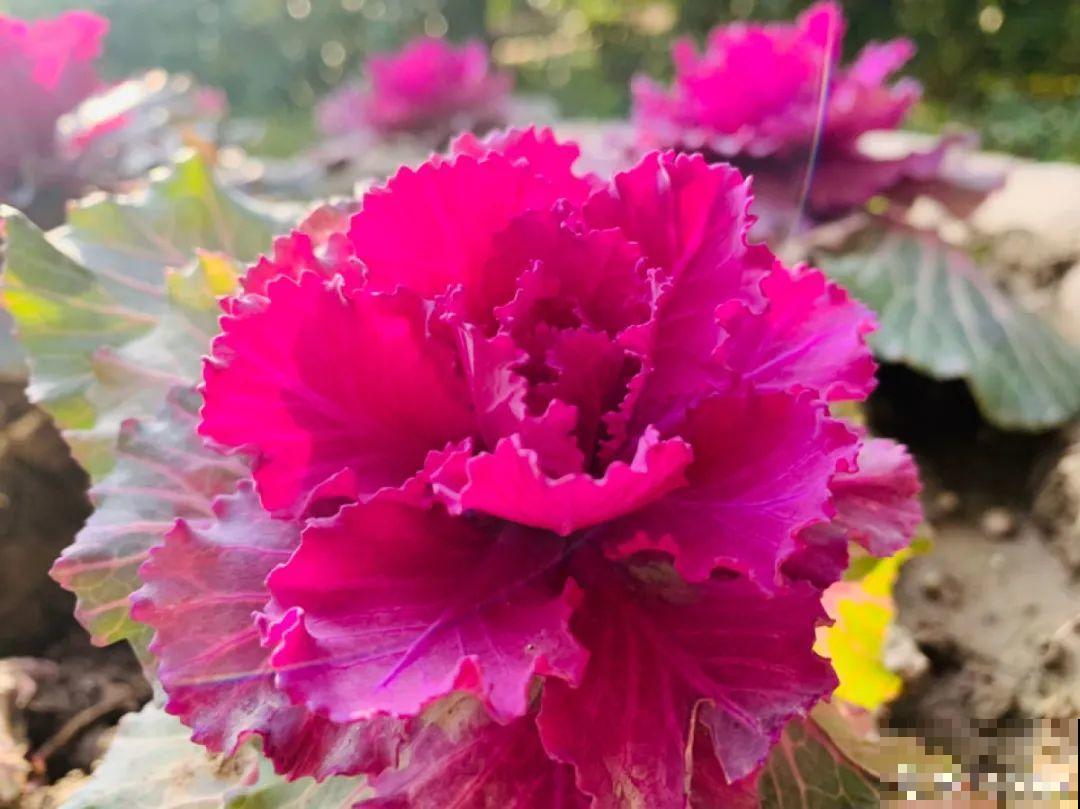 买花种子总是不对版,记住这些种子,少上当! 买花种子总是不对版,记住这些种子,少上当!