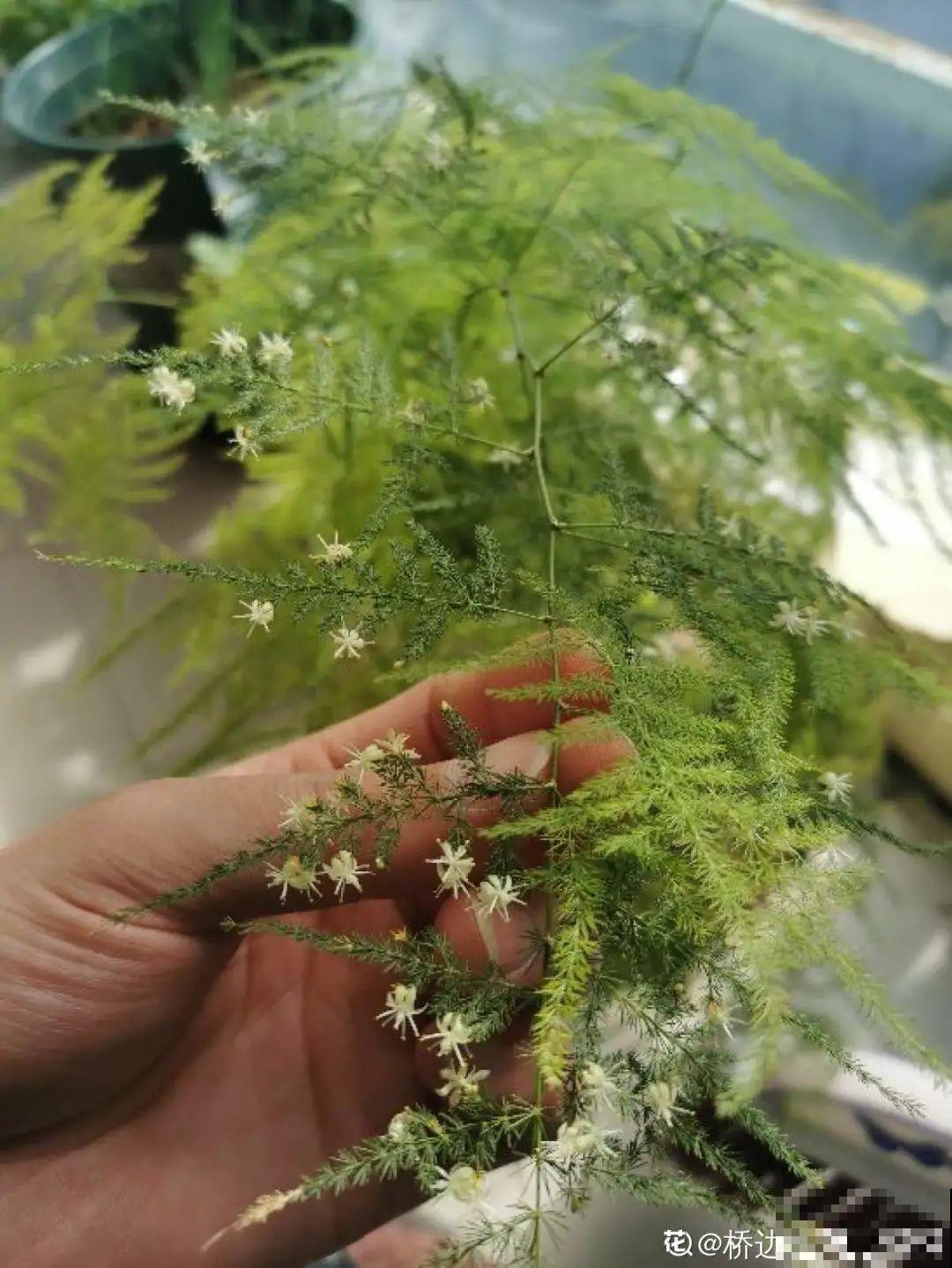 6种花净化空气效果好，放卧室特养人，睡得还香