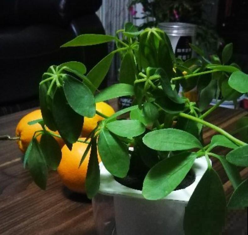 鸭掌木这么养,方法简单不黄叶,越长越旺盛! 鸭掌木这么养,方法简单不黄叶,越长越旺盛!