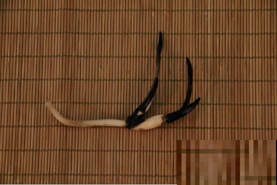 春天给花分株，1盆变成多盆，很快爆盆