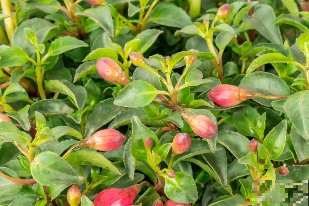 倒挂金钟开花像吊灯，满盆能开上百朵，颜值超高