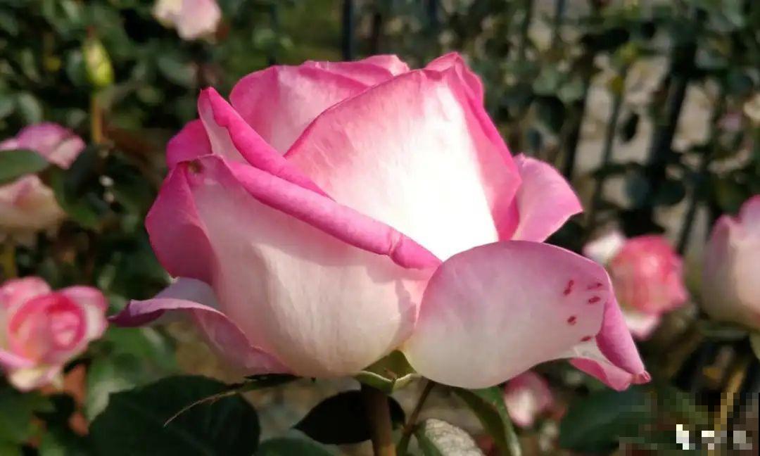 零下20℃，冻不死的花，不用搬进屋！