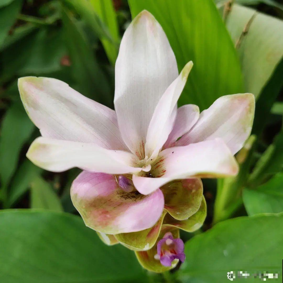 生姜埋门口,竟然开花了,花期还超长! 生姜埋门口,竟然开花了,花期还超长!