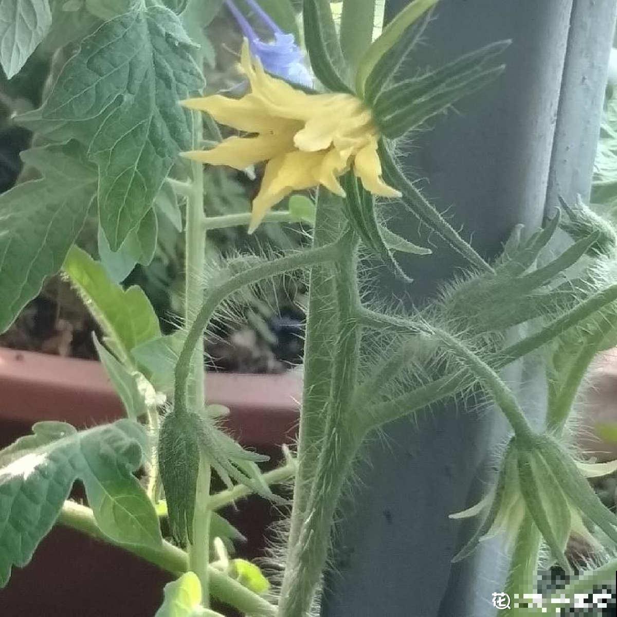 小时候常见的蔬菜花，城里少见，现在的孩子都不认识了！