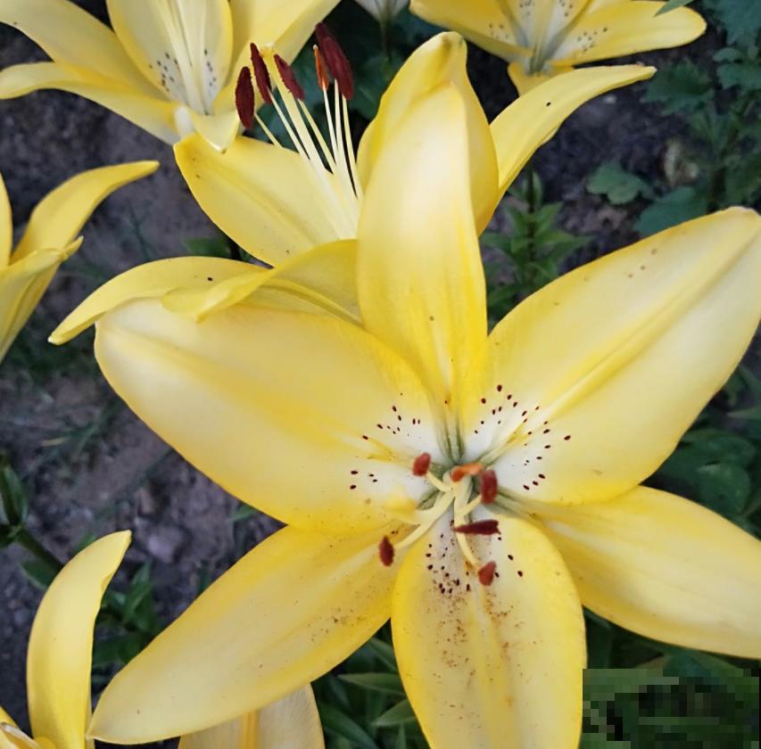 “百合”和“百合”不能混，搞错就麻烦了，品种要分清！