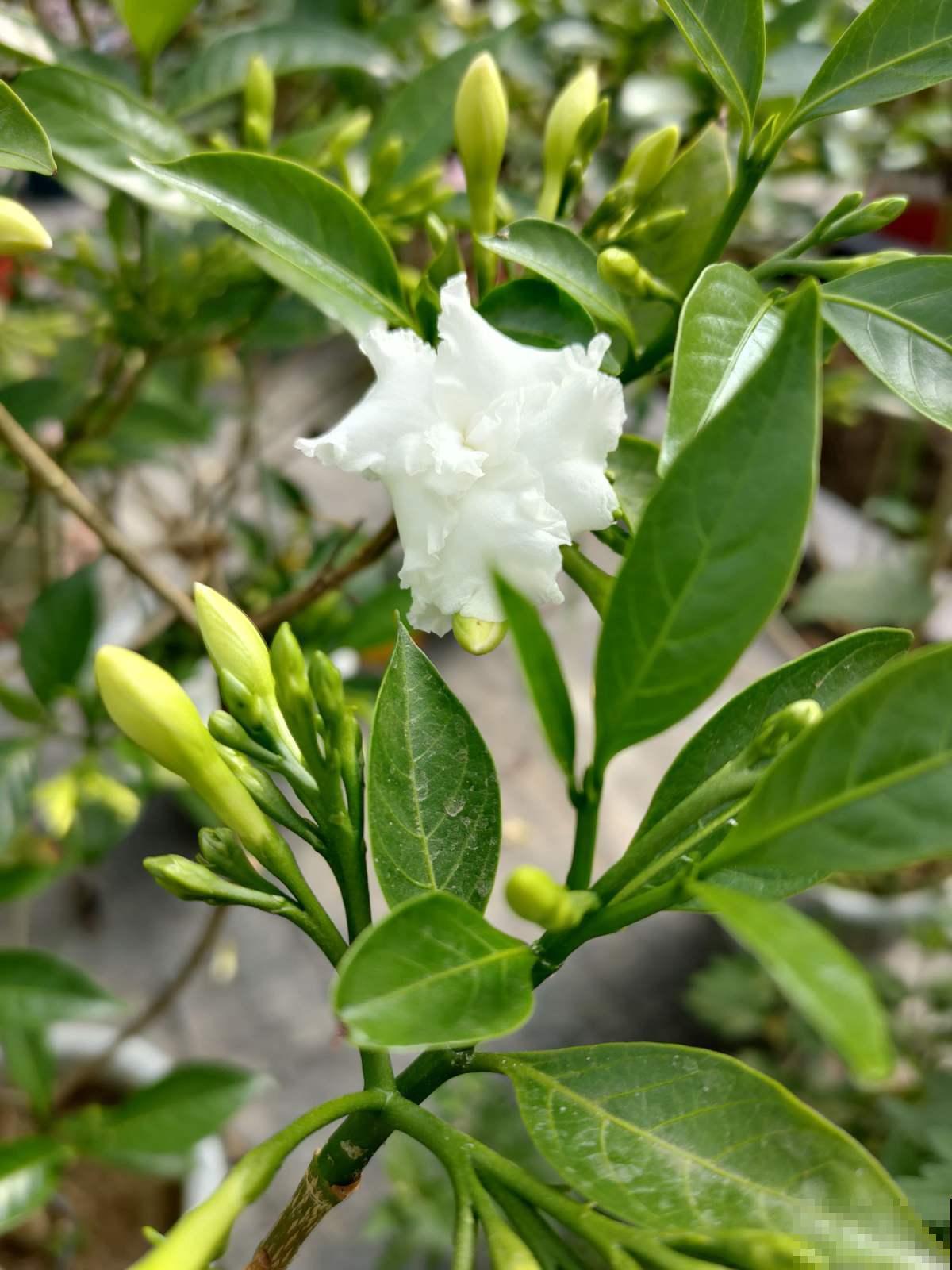 这种花名字虽土，开花却很美，像极了茉莉花！
