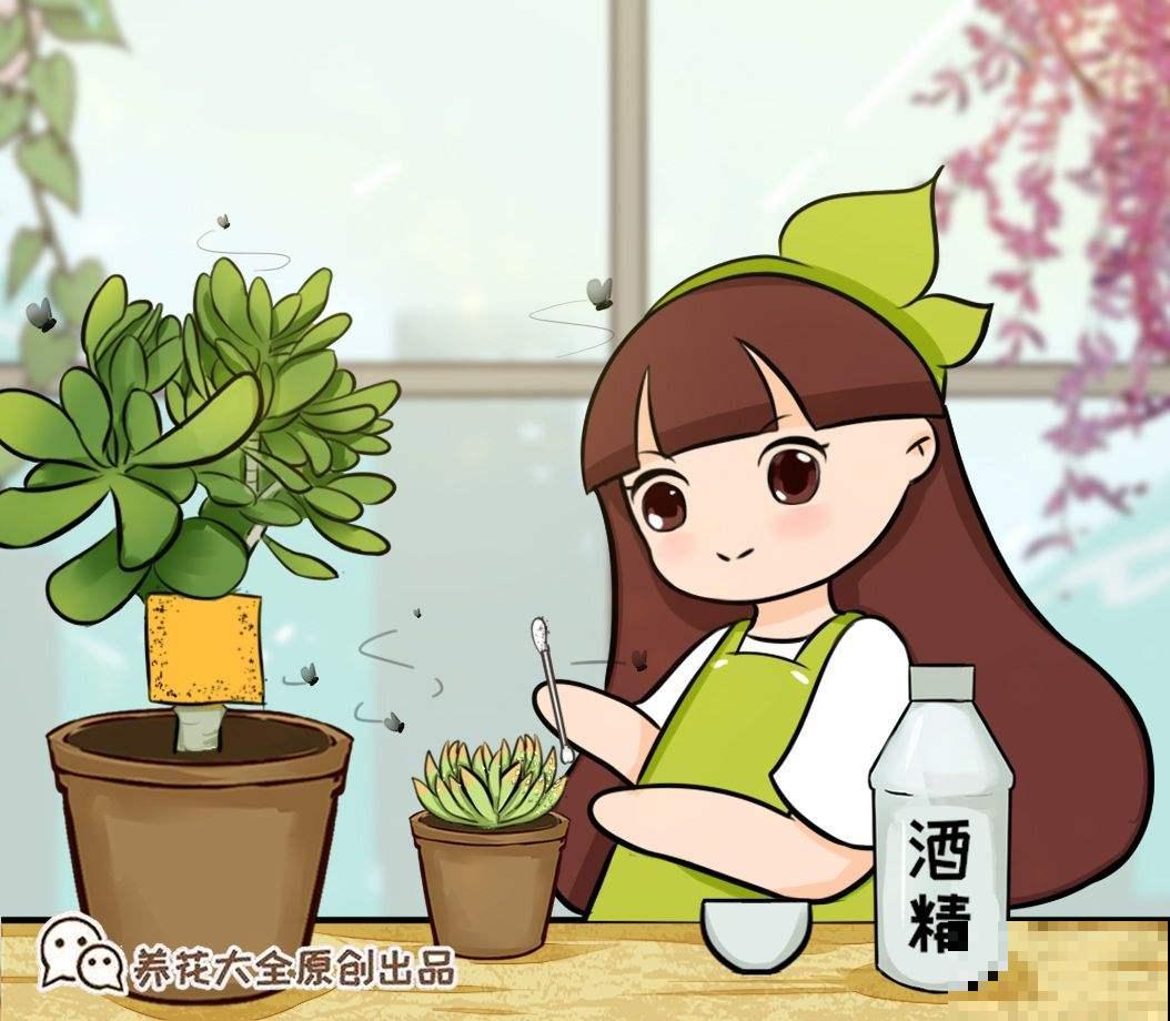 厨房调料居然这么好用？随便找一种，养花不生虫不黄叶！