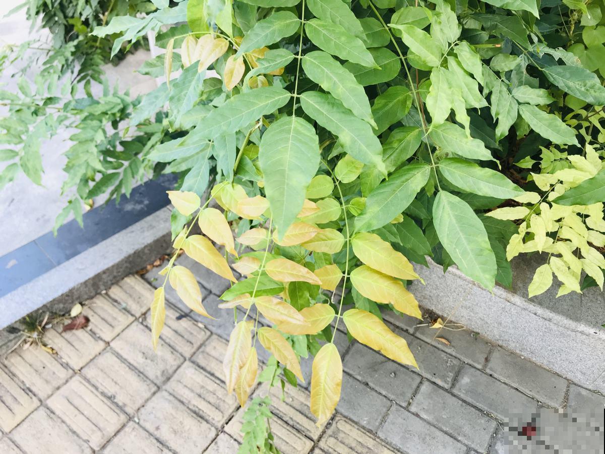 家里的植物叶子发黄?用了这几招,叶子亮的绿油油! 家里的植物叶子发黄?用了这几招,叶子亮的绿油油!