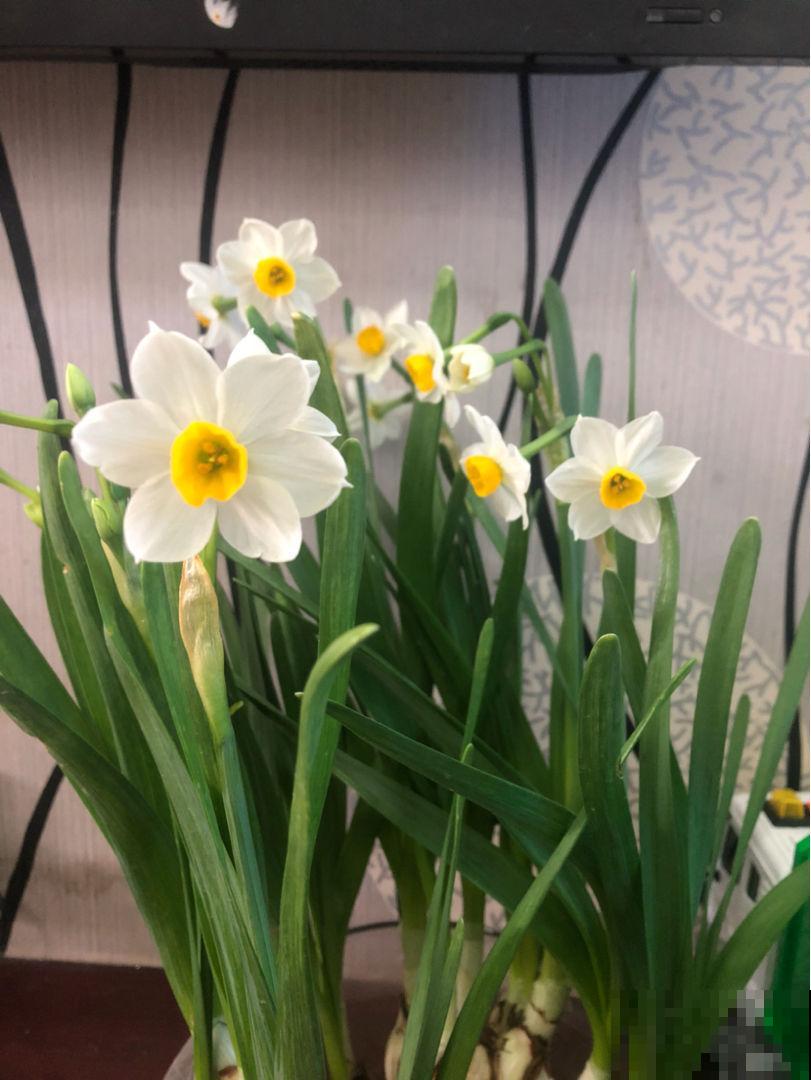 24种花，对应24节气，一年到头有花看（下篇）