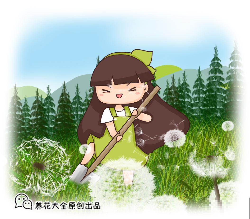 高颜值的香松，家里养上一盆，助眠效果超级好！