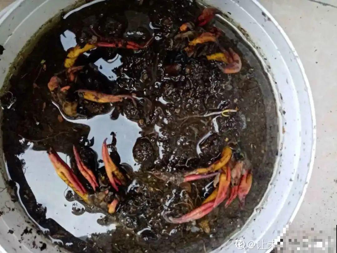 家里养盆“花中睡美人”，一天灌一瓢水，开花多得大缸放不下！