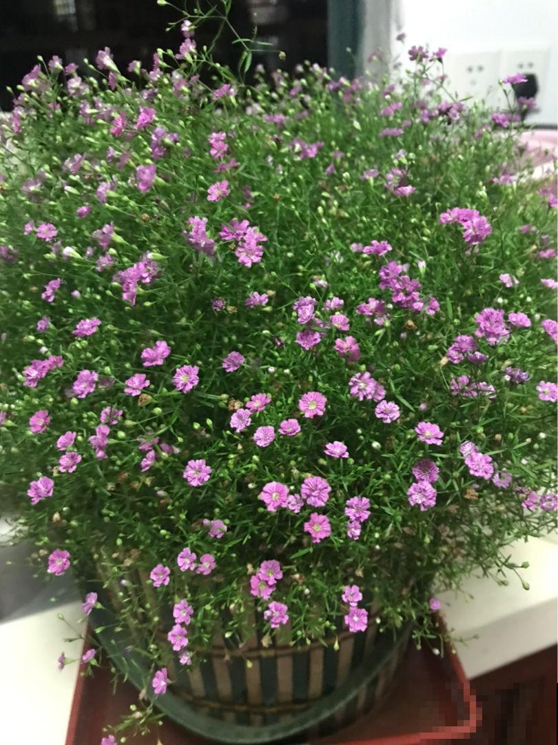 小花盆养花，花长得更壮，还不容易烂根