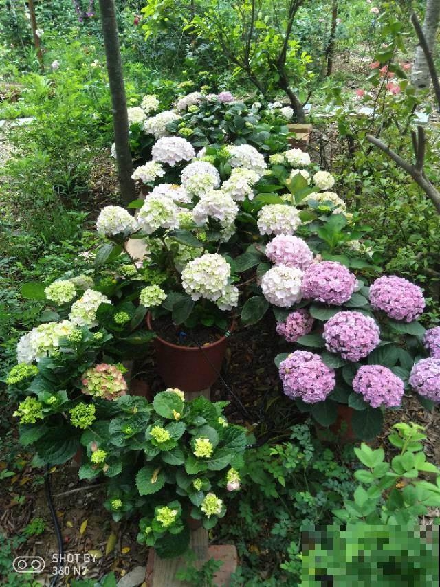 春天养3种“花团子”，开花又美又仙气，春天生长正旺盛！